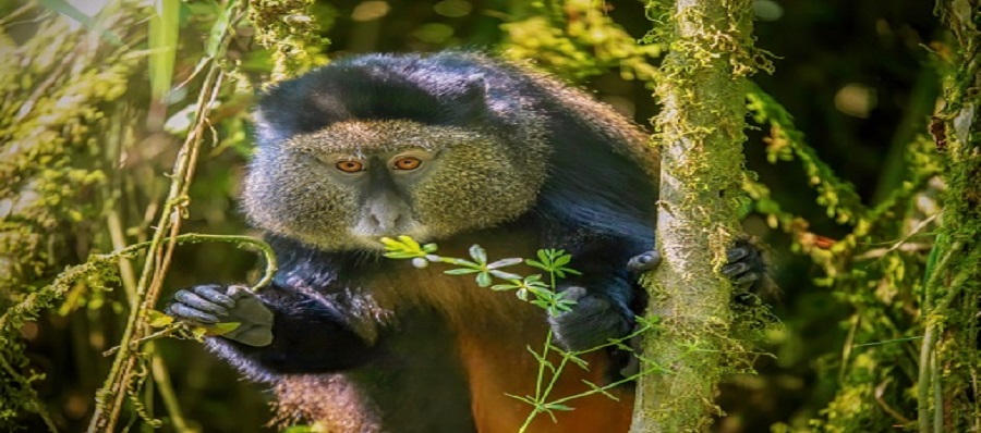 4 Rwanda Gorilla Trekking Nyungwe Package-Rwanda Natural Tours, 4 days gorilla trekking tour covid,Best time to go gorilla trekking