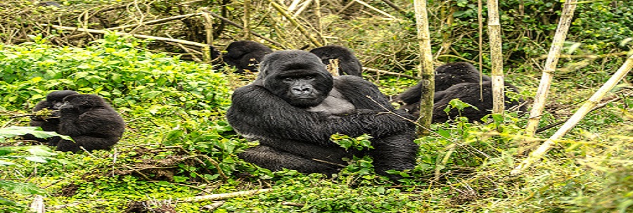 7 days Offers Rwanda Chimpanzee Trekking- Rwanda Natural Tours, 7 days gorilla trekking tour covid,Best time to go gorilla trekking