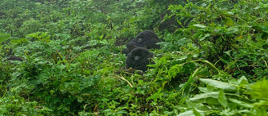 7 Days Rwanda Nature Primate Trekking & Wildlife safaris-Tours, 7 days gorilla trekking tour covid,Best time to go gorilla trekking