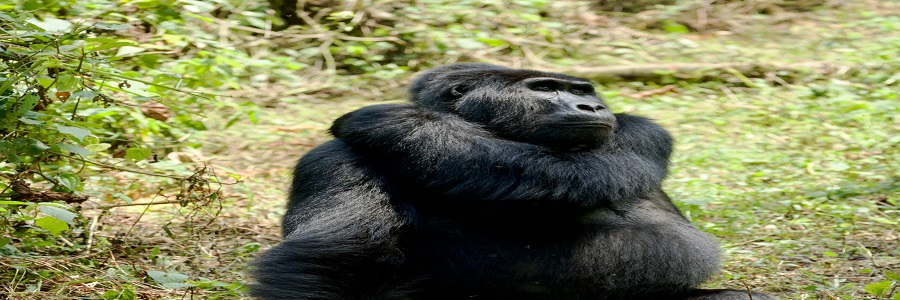9 Days Rwanda Perfect Safari Tour- Rwanda Natural Tours , 9 days gorilla trekking tour covid,Best time to go gorilla trekking