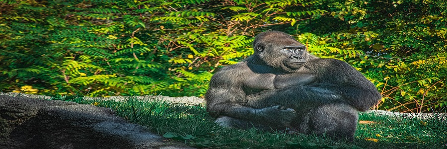 7 days Offers Rwanda Chimpanzee Trekking- Rwanda Natural Tours, 7 days gorilla trekking tour covid,Best time to go gorilla trekking