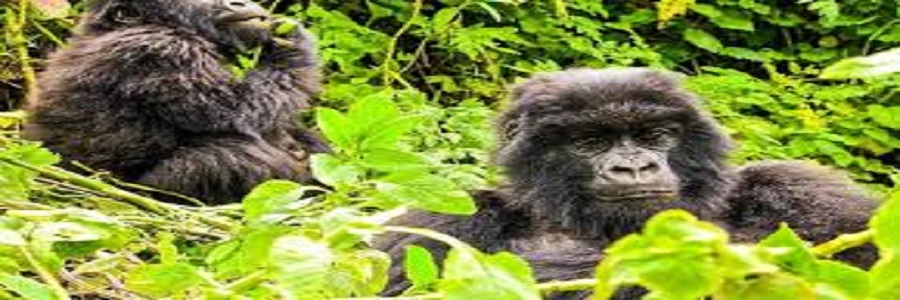 7 Day Rwanda Gorilla & Wildlife Safari Private -Rwanda Natural Tours, 6 days gorilla trekking tour covid,Best time to go gorilla trekking