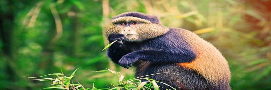 5 Days Rwanda Golden Monkey Trekking | Rwanda Natural Tours, 5 days gorilla trekking tour covid,Best time to go gorilla trekking