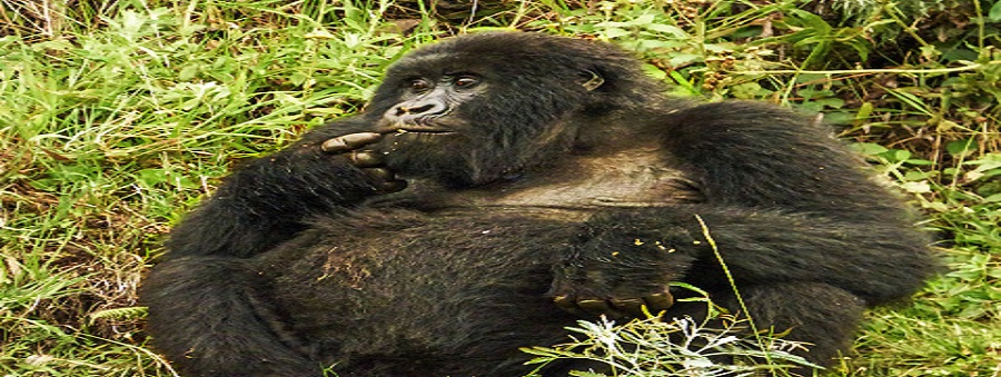 3Days Rwanda-Wildlife Package|Golden Trekking -Natural Tours, 3 days gorilla trekking tour covid,Best time to go gorilla trekking