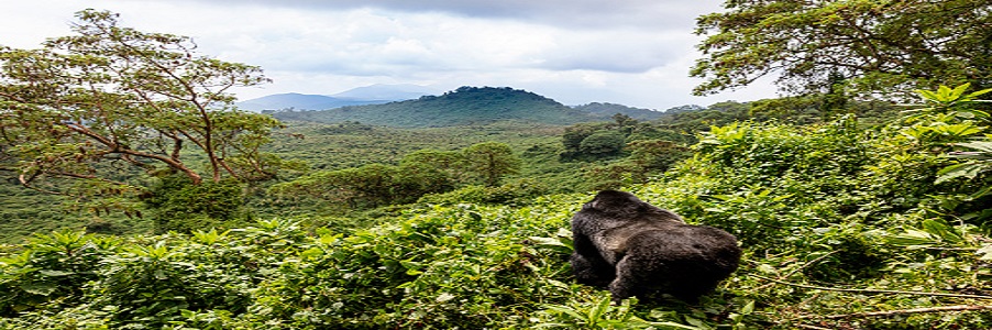 2 day rwanda gorilla trekking, gorilla trekking hotels cultural  tour covid,Best time to go gorilla trekking